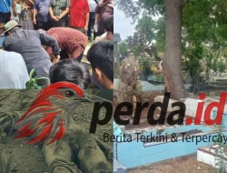 Makam Dibongkar di Simalungun, Jasad Ditemukan Berpindah 15 Meter dari Liang Lahat